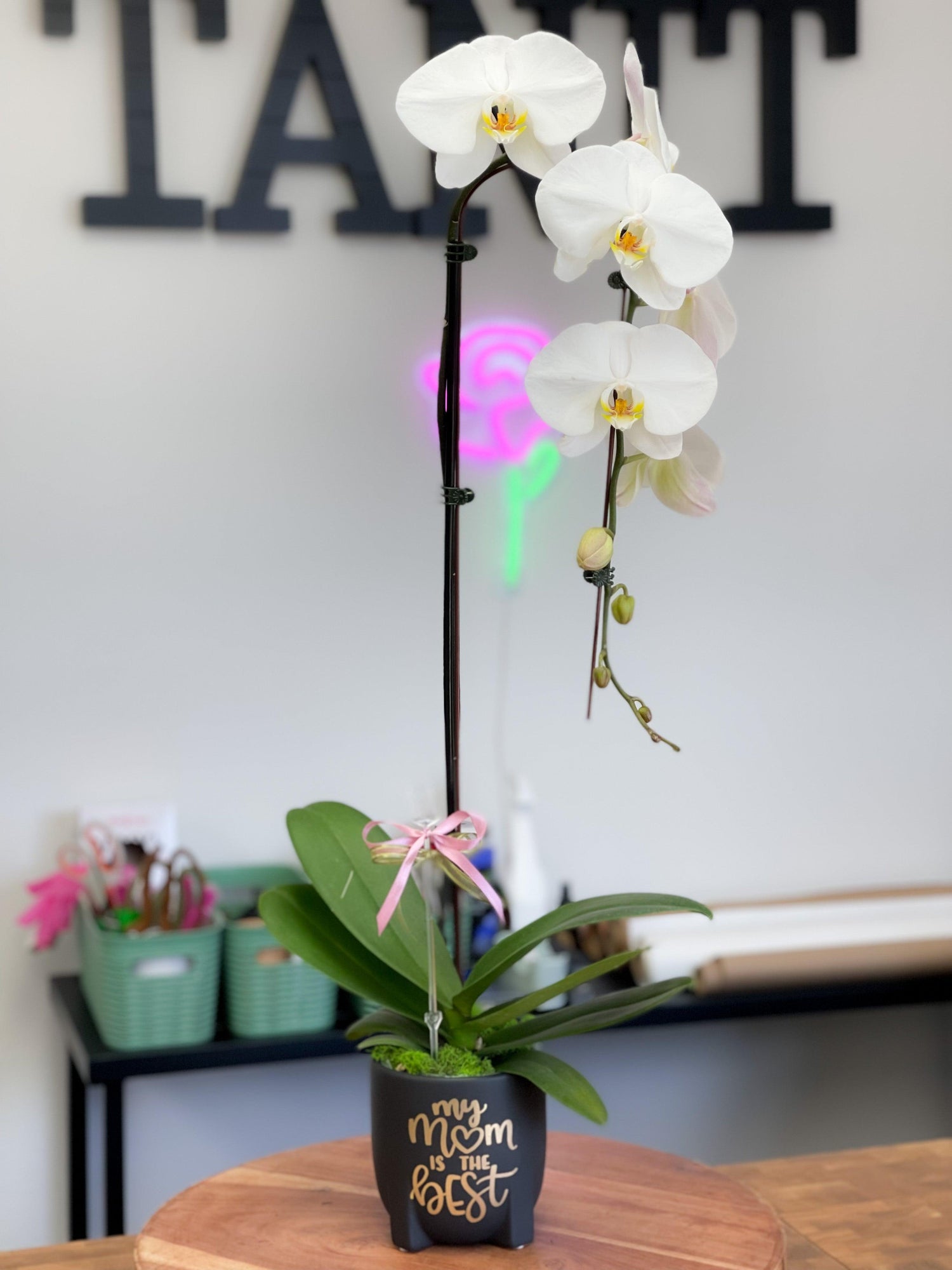 The orchids - Plant Tanit Florist