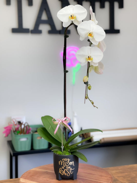The orchids - Plant Tanit Florist