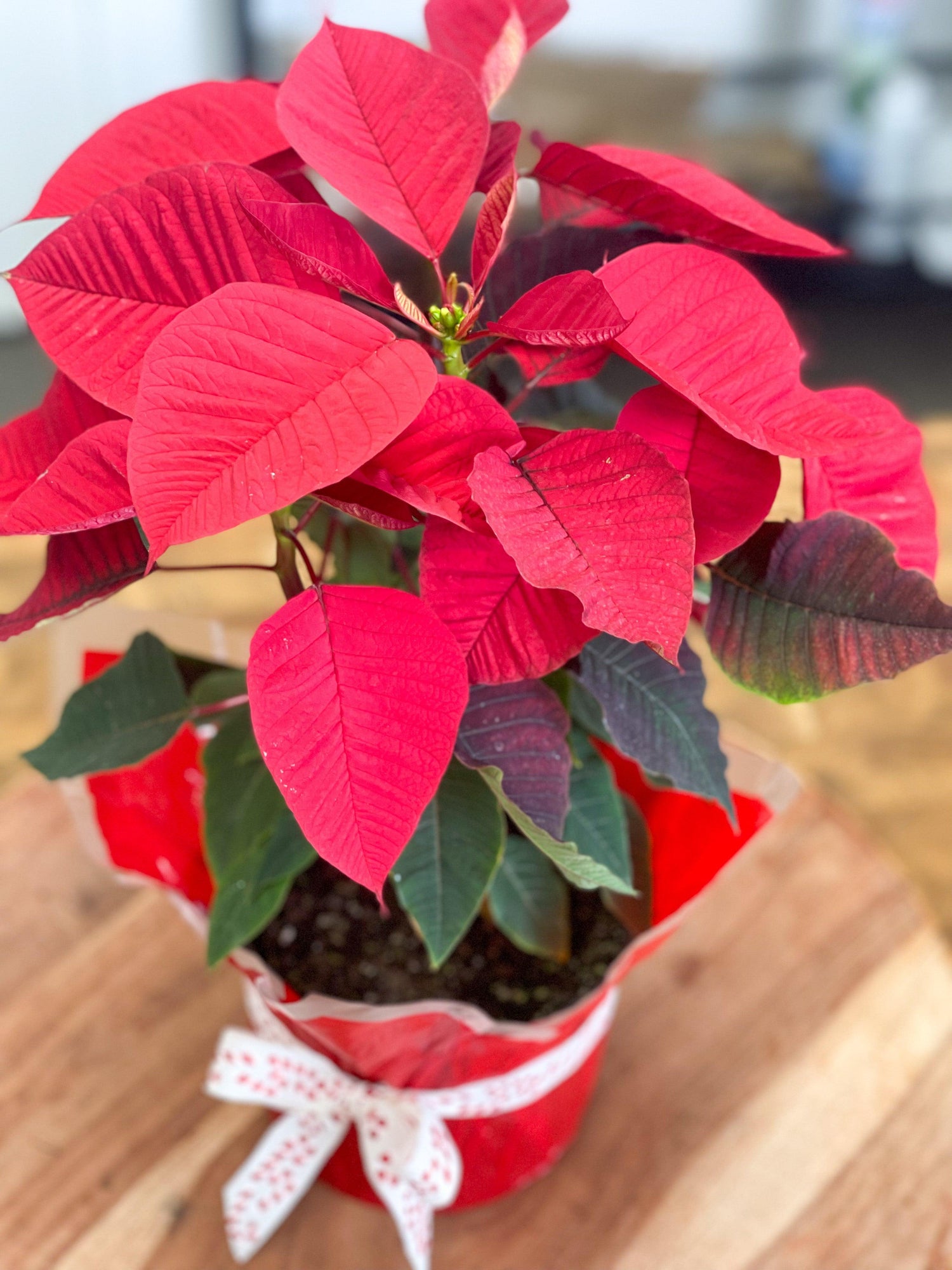 Poinsettias - Holiday Plant Tanit Florist